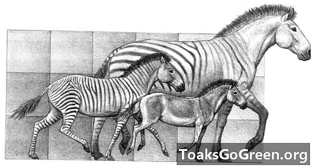Wie haben sich Pferde entwickelt?