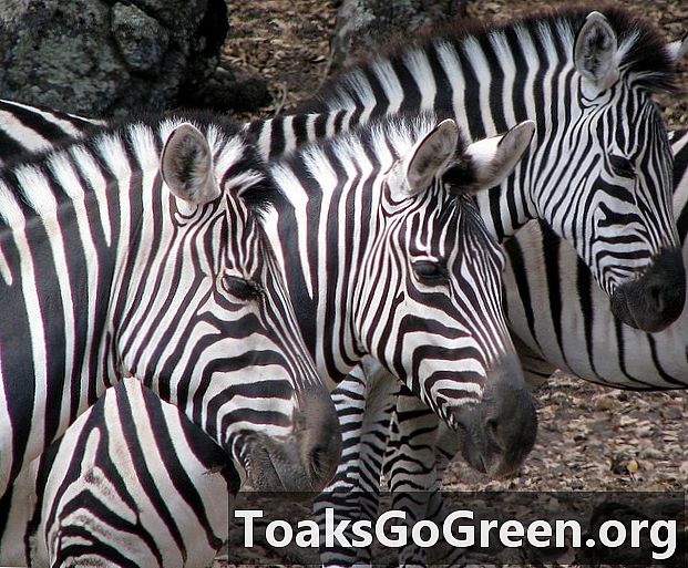 Bagaimana zebra mendapat jalur mereka?