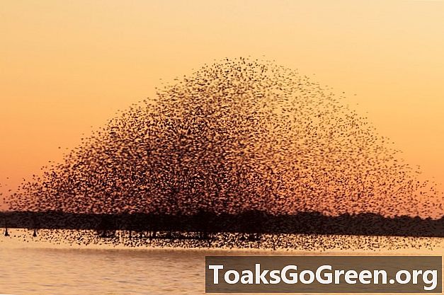 鳥の群れはどのように一斉に移動しますか？