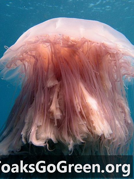 Како пливају медузе?