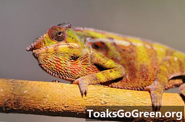 Ako chameleón mení farby?