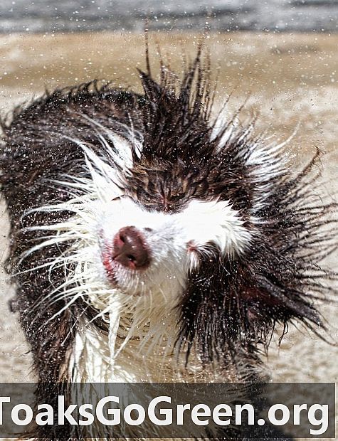¿Qué tan rápido puede secar un perro mojado?