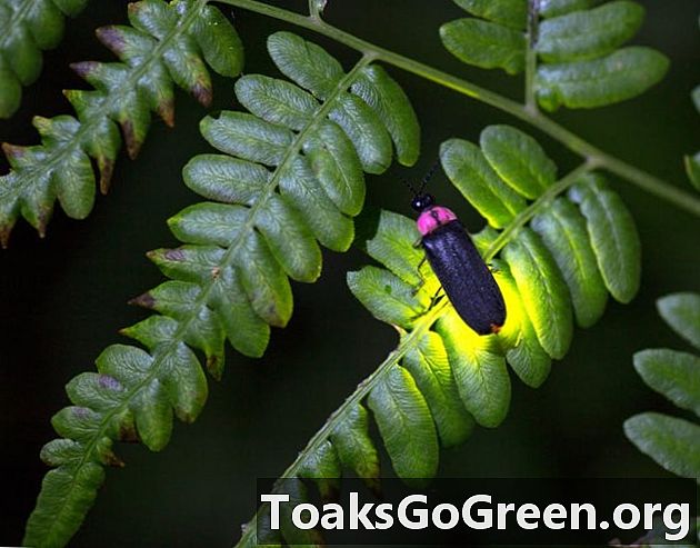 Bagaimana fireflies bersinar dan apa isyarat yang mereka hantar