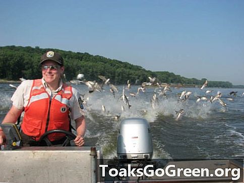Làm thế nào nghiêm trọng là mối đe dọa cá chép châu Á đến Great Lakes?
