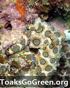 Hur bläckfisken fick sina ringar