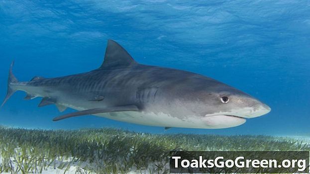 Как тигровые акулы помогают морским водорослям