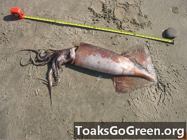 Calamarii Humboldt care se spală pe plajele din sudul Californiei