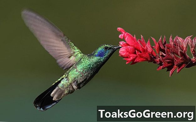 Kolibrier legger ikke merke til blomsterfarge