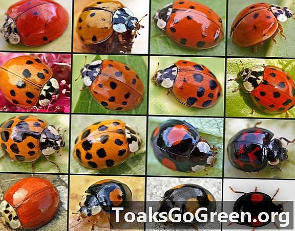 Invazinės ladybugs: jų sėkmės paslaptys