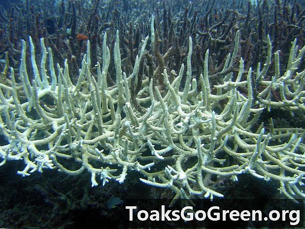 האם נגיף הרפס הורג אלמוגים?