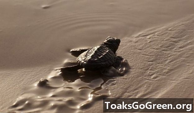 Deniz kaplumbağaları için yuvalanma mevsimi