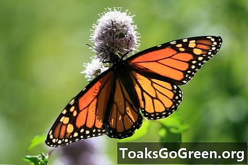 Jaap de Roode: Monarch sommerfugle bruger planter til medicin