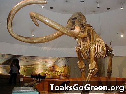 Japonský vedec a ruský tím majú v úmysle klonovať mamuta