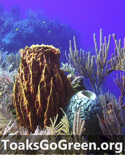 Joseph Pawlik về sự phát triển quá mức của bọt biển ở vùng biển Caribbean