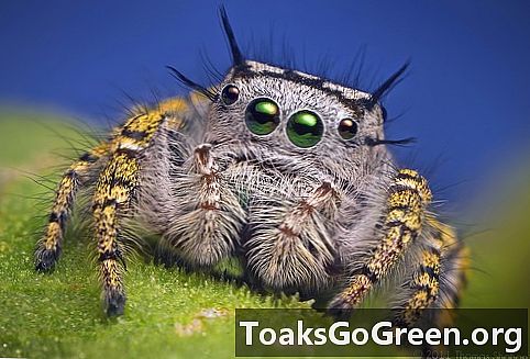 Hoppende edderkopper zoomer inn med grønt lys