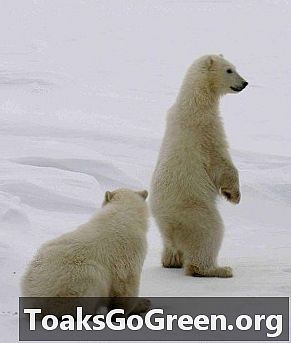 Кийран Мълвани за това защо полярните мечки са готини