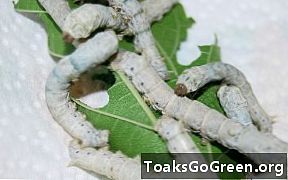 Življenjska oblika tedna: Silkworm se nikoli ne konča