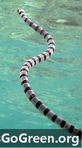 Forma de vida de la semana: los kraits marinos con bandas son bellezas venenosas que nadan, trepan árboles