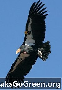 Haftanın Yaşam Biçimi: Kaliforniya Condorları bir geri dönüş yapıyor