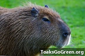 Levensvorm van de week: Capybara, de nieuwste beroemdheid van Californië