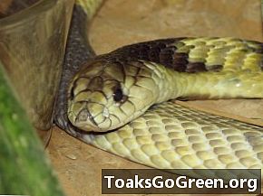 Ugens livsform: Egyptiske kobraer er glatte flugtkunstnere
