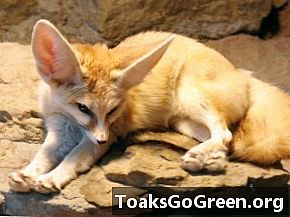 Lifeform de la semaine: les renards Fennec sont tous des oreilles