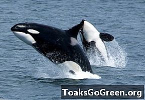 Lifeform of the week: Killer whales on trial