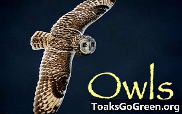 Lifeform de la semaine: Owls