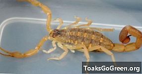 Forma de viață a săptămânii: scorpionii cu scoarță în dungi se află adânc în inima Texasului