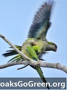 Форма на живот на седмицата: Тайната на монашеските папагали
