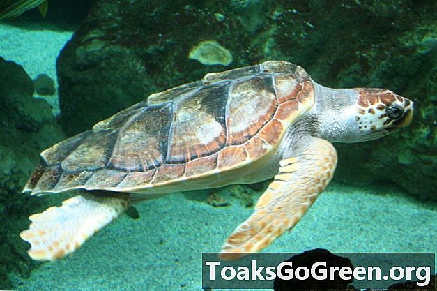 Loggerhead sköldpaddor rörelser förutsägbara, säger studie