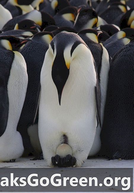 פינגווינים של קיסר זכרים הם אבות טובים
