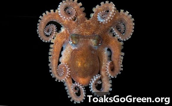 Marine Volkszählung Update enthüllt Octopus Vorfahr, Hai-Café