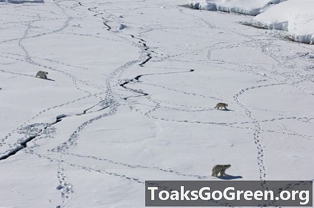 Таљење морског леда, поларни медведи остају гладни