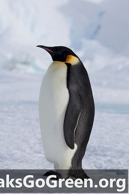 Natutunaw ang problema sa yelo ng dagat para sa mga penguin ng Emperor