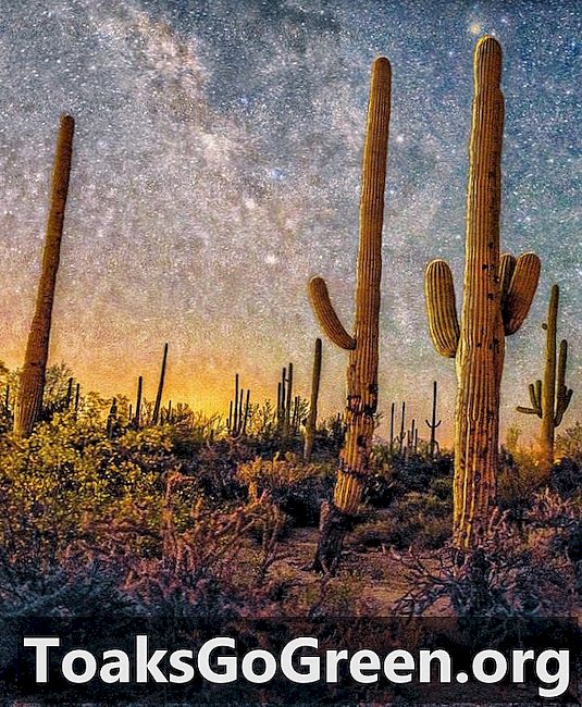 Vía Láctea sobre los saguaros