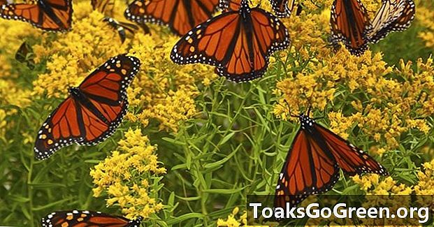 Monarch sommerfugle falder ned igen i år, når nedgangen fortsætter, siger Texas A & M-ekspert