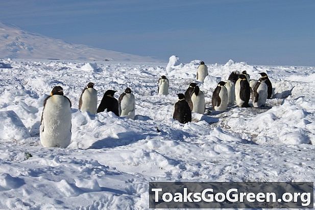 南極のより多くの皇帝ペンギンのコロニー