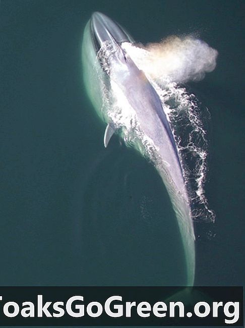 Većina plavih kitova je "desna ruka"