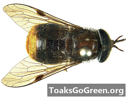 ذبابة بيونسي الجديدة تحمل اسم القاع الذهبي