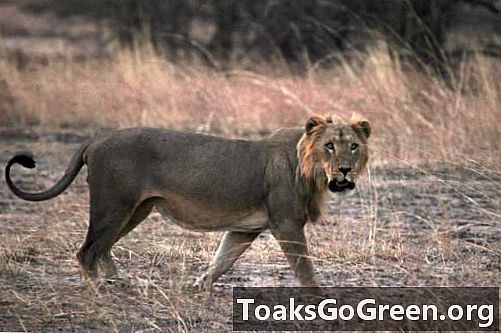 一项新的研究表明，狮子正在非洲迅速沦陷