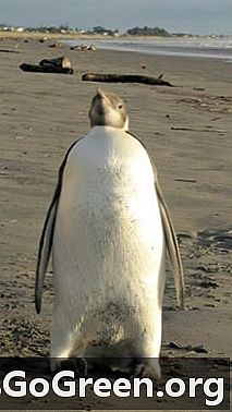 ניו זילנדים עוזרים לפינגווין סורר למצוא את דרכו הביתה