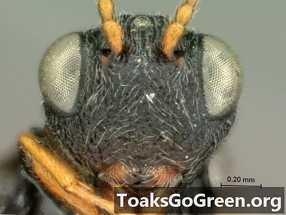 Sembilan spesies tawon baru dari Afrika dan Madagaskar