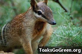 Bebeluși Numbat: marsupiale australiene drăguțe și pe cale de dispariție