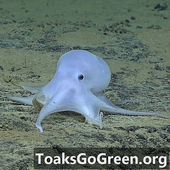 Hobotnica Casper bi lahko bila nova vrsta