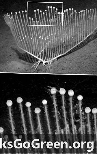 Mærkeligt formet dybhavs kødædende svamp fundet ved Californiens kyst