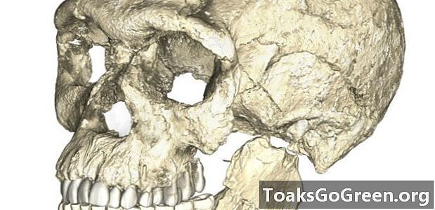 Cele mai vechi fosile din specia noastră