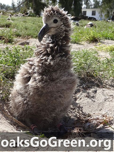 Sabiduría de albatros más antigua conocida nace una nueva chica