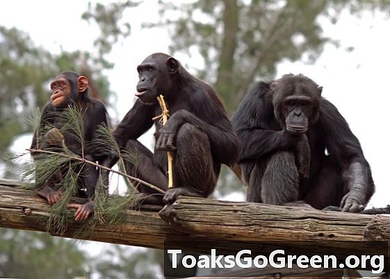מקורות של עבודת צוות שנמצאו בשימפנזים