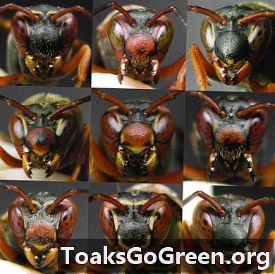 Vespas de papel reconhecem os rostos de outras vespas